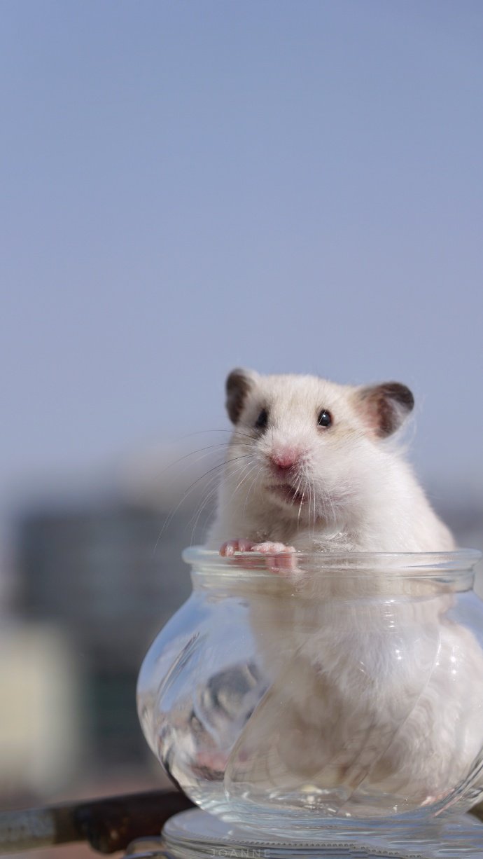 点击大图看下一张：容器里超级可爱的小仓鼠图片