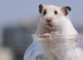 容器里超级可爱的小仓鼠图片