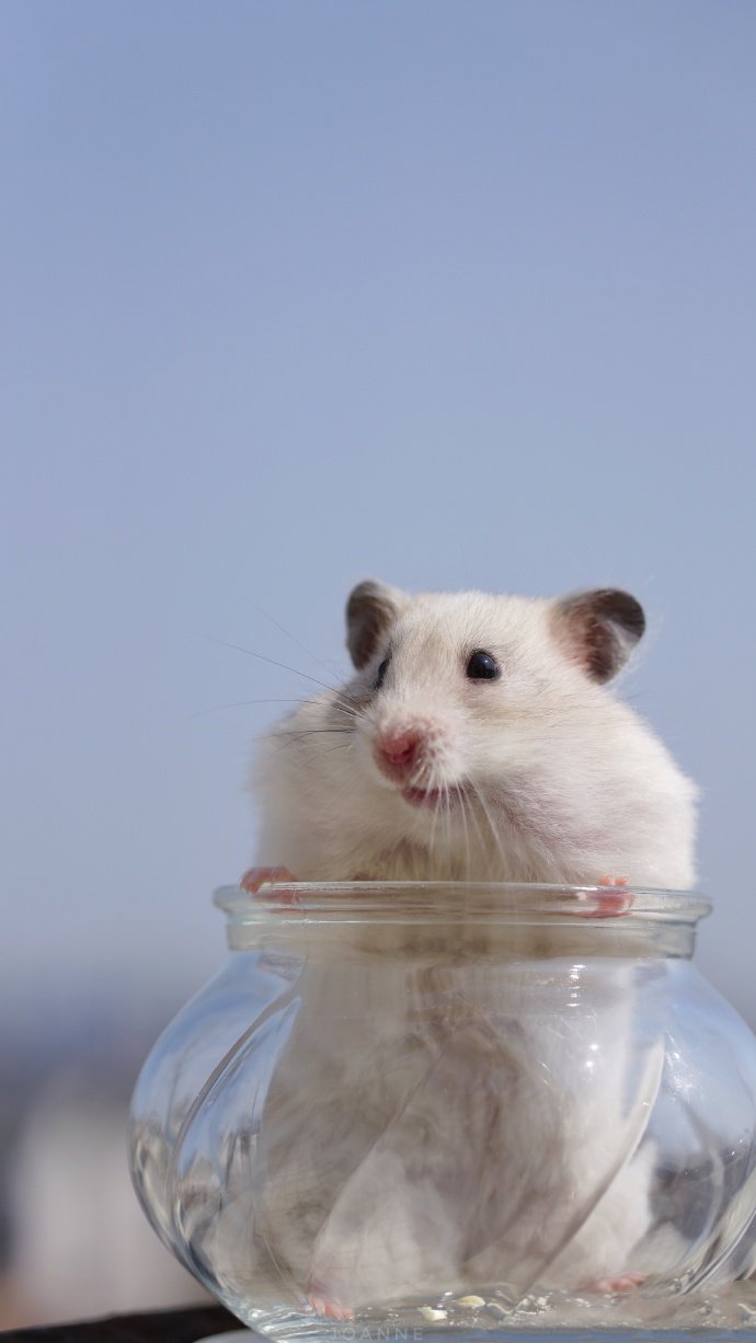 点击大图看下一张：容器里超级可爱的小仓鼠图片