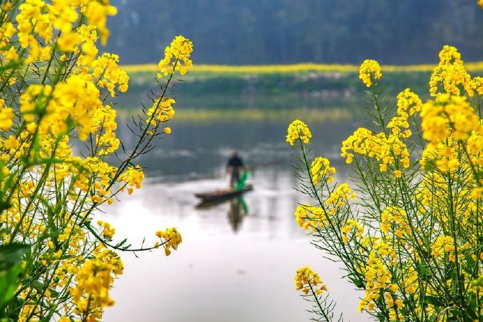 点击大图看下一张：儿童急走追黄蝶，飞入菜花无处寻