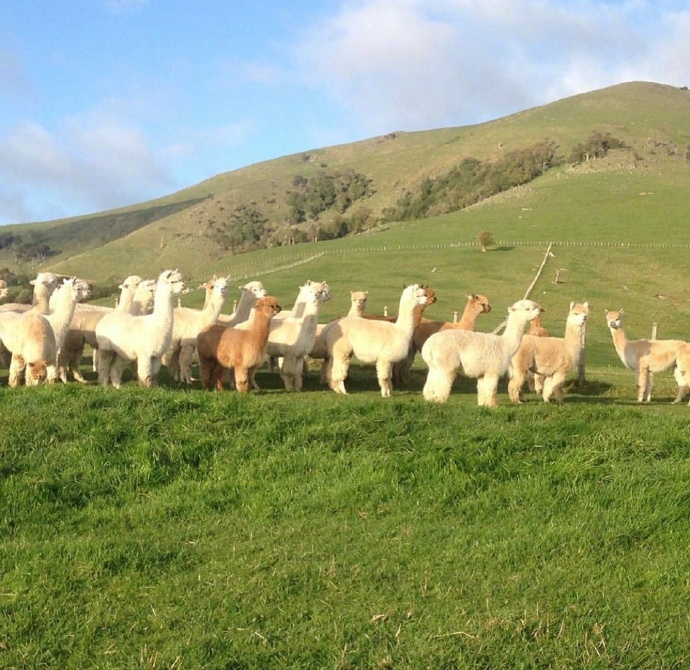 点击大图看下一张：牧场里可爱的羊驼图片