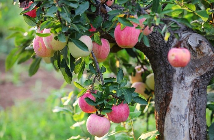 点击大图看下一张：挂在树上甜甜的苹果图片