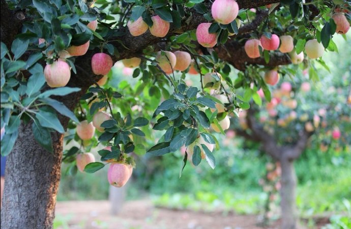 点击大图看下一张：挂在树上甜甜的苹果图片