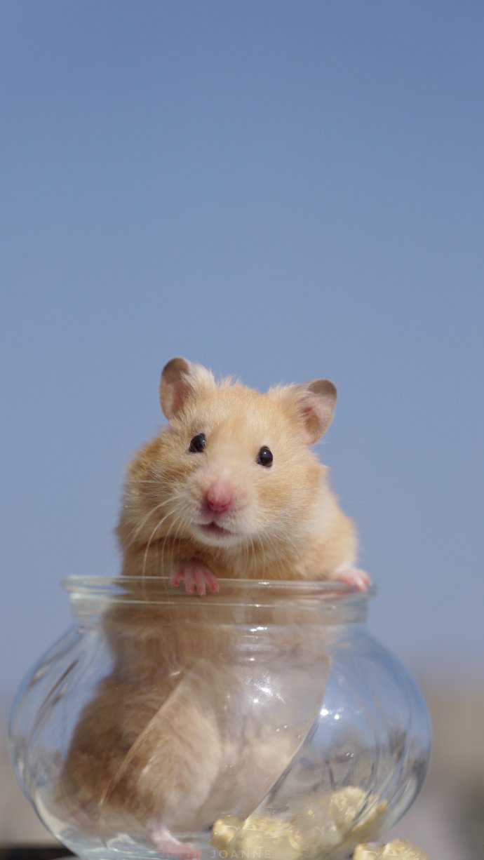 点击大图看下一张：容器里超可爱的棕色小仓鼠