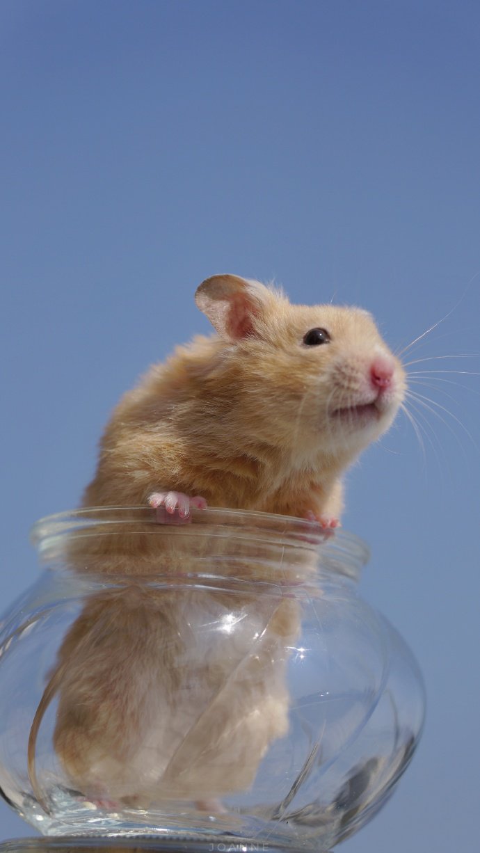 点击大图看下一张：容器里超可爱的棕色小仓鼠