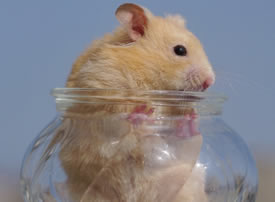 容器里超可爱的棕色小仓鼠