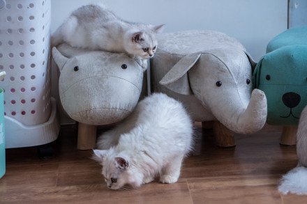 点击大图看下一张：一组调皮爱玩的小猫图片
