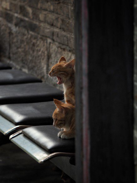 点击大图看下一张：两只小橘猫图片
