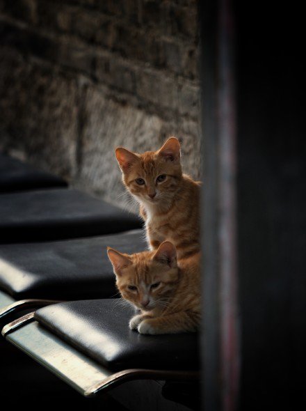 点击大图看下一张：两只小橘猫图片