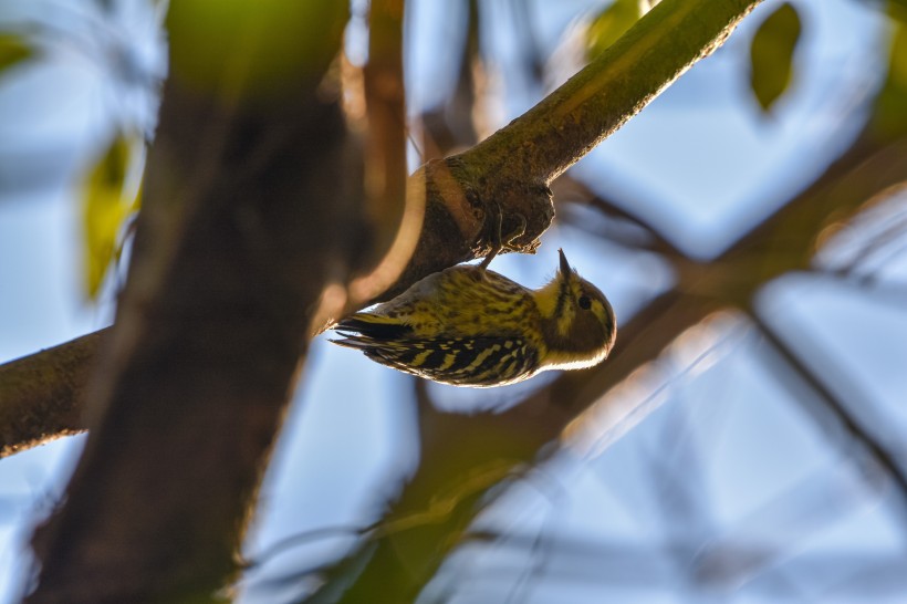 点击大图看下一张：大树的森林医生啄木鸟图片