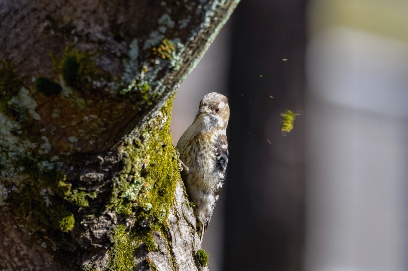 点击大图看下一张：大树的森林医生啄木鸟图片