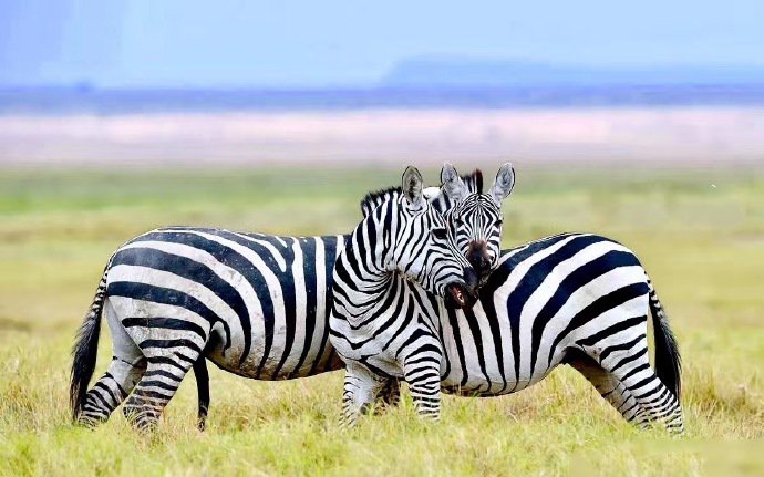 点击大图看下一张：肯尼亚马赛马拉草原拍的野生动物