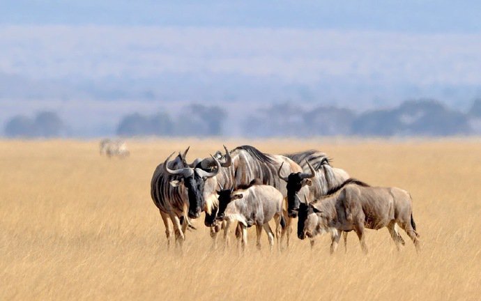 点击大图看下一张：肯尼亚马赛马拉草原拍的野生动物