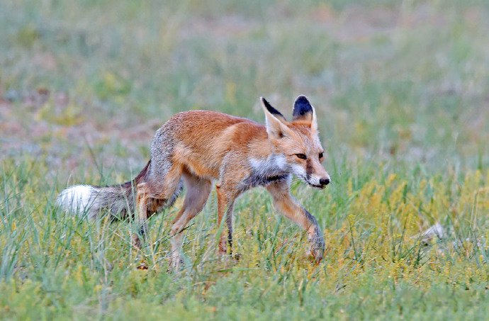 点击大图看下一张：内蒙古草原上的赤狐图片
