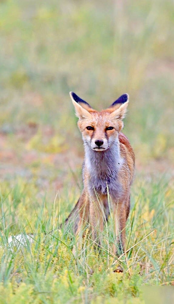 点击大图看下一张：内蒙古草原上的赤狐图片