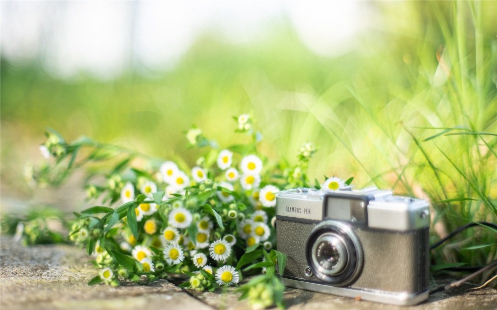 点击大图看下一张：清新绿植花卉摄影图片壁纸