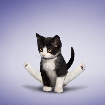 点击大图看下一张：正在做瑜珈的猫咪