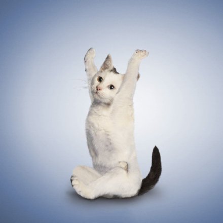 点击大图看下一张：正在做瑜珈的猫咪