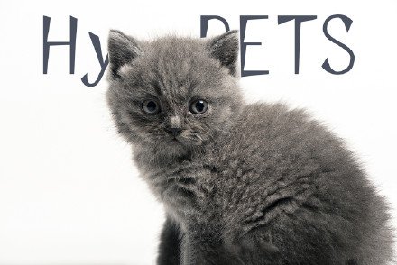 点击大图看下一张：一组灰色小奶猫摄影图片