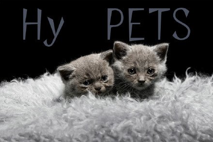 点击大图看下一张：一组灰色小奶猫摄影图片