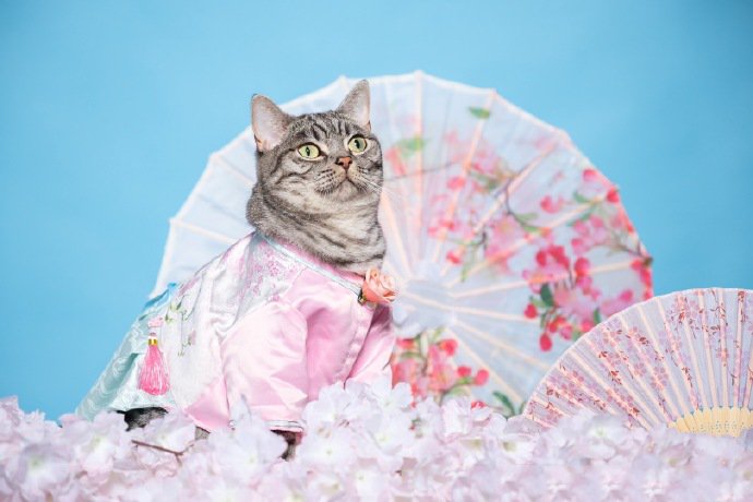 点击大图看下一张：穿汉服的美猫图片