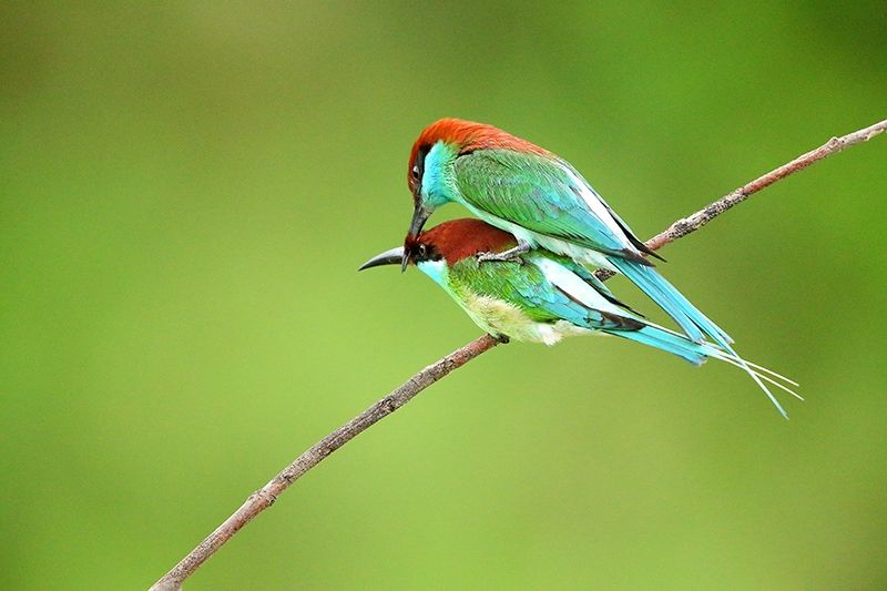 点击大图看下一张：被誉为“中国最美的小鸟”——蓝喉蜂虎