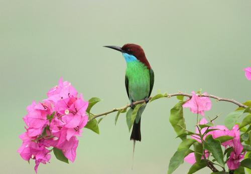 点击大图看下一张：被誉为“中国最美的小鸟”——蓝喉蜂虎