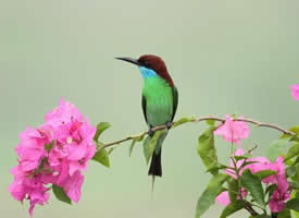 被誉为“中国最美的小鸟”——蓝喉蜂虎