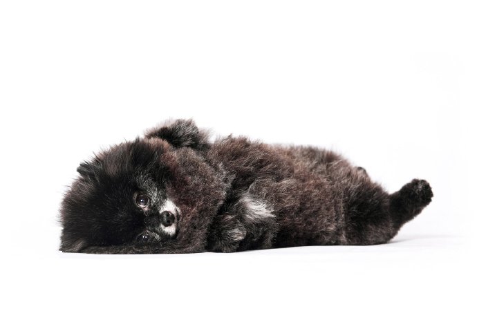 点击大图看下一张：一只超可爱黑黑的博美狗狗