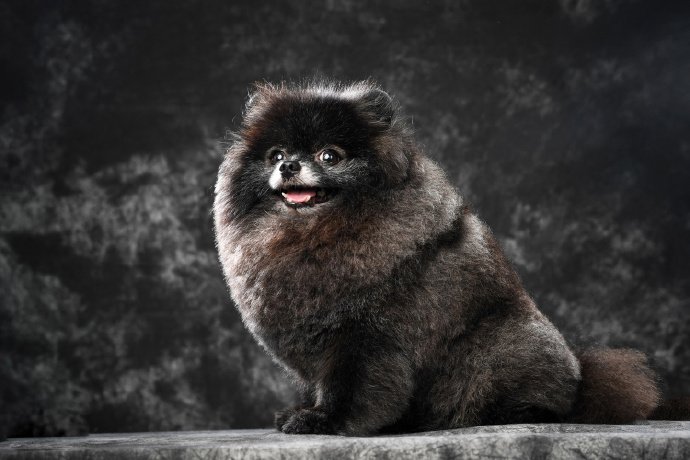 点击大图看下一张：一只超可爱黑黑的博美狗狗