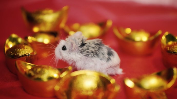 点击大图看下一张：过春节的小仓鼠图片