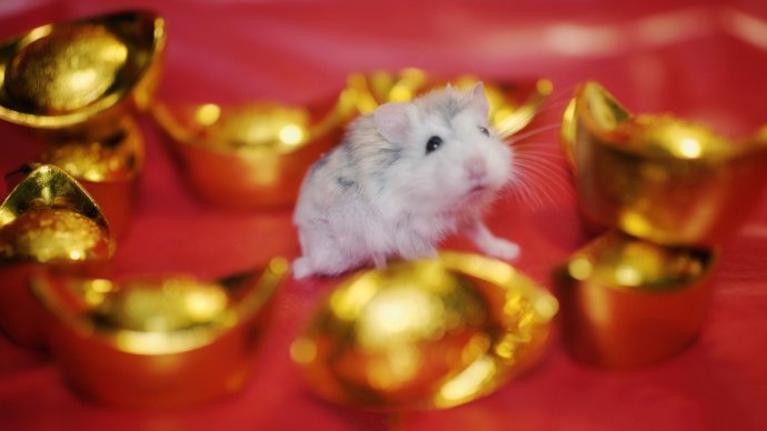 点击大图看下一张：过春节的小仓鼠图片