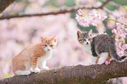 点击大图看下一张：樱花树上的可爱猫咪