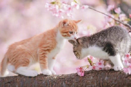 点击大图看下一张：樱花树上的可爱猫咪
