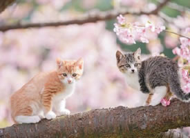 樱花树上的可爱猫咪