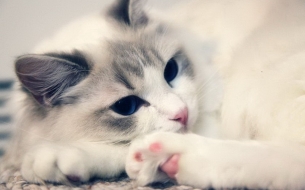 点击大图看下一张：萌萌的布偶猫图片
