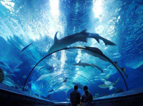 点击大图看下一张：上海水族馆里的鱼儿图片