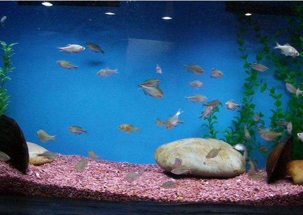 点击大图看下一张：上海水族馆里的鱼儿图片