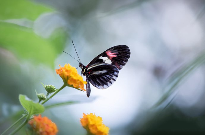 点击大图看下一张：一组灵动唯美植物上的蝴蝶图片