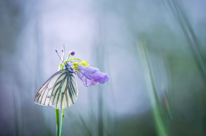 点击大图看下一张：一组灵动唯美植物上的蝴蝶图片