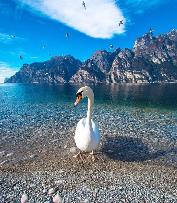 点击大图看下一张：意大利加尔达湖的天鹅图片