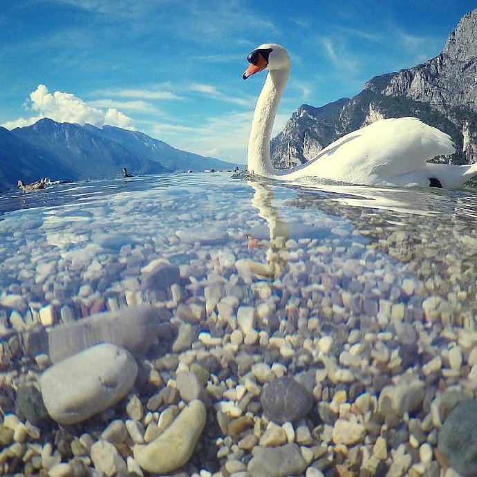 点击大图看下一张：意大利加尔达湖的天鹅图片