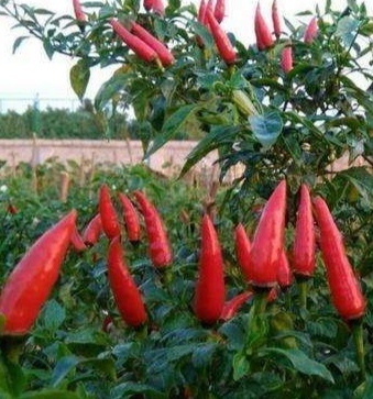 点击大图看下一张：一组红红的朝天椒图片