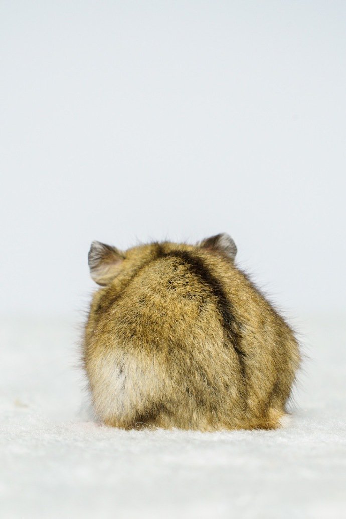点击大图看下一张：一组软绵绵的小仓鼠图片