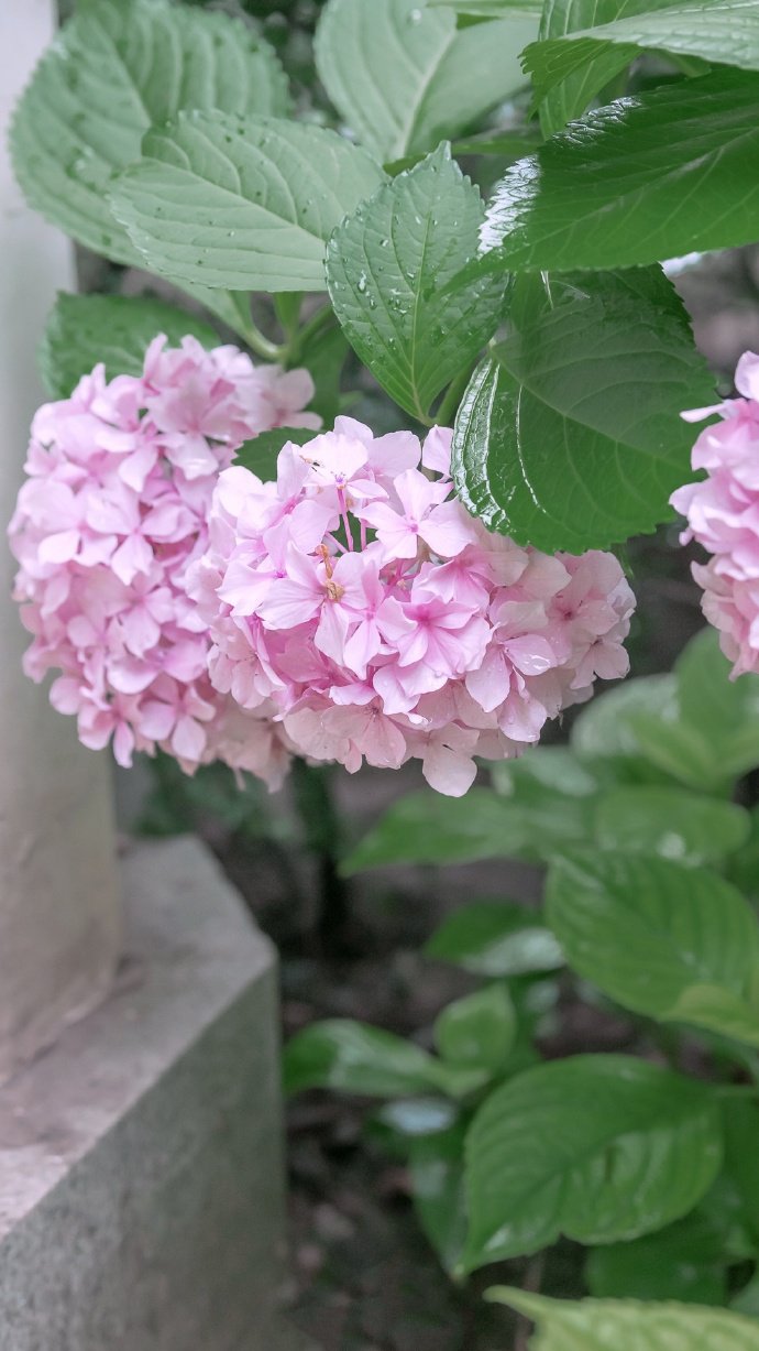 点击大图看下一张：一组粉色柔美的绣球花图片