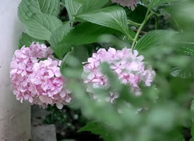 一组粉色柔美的绣球花图片