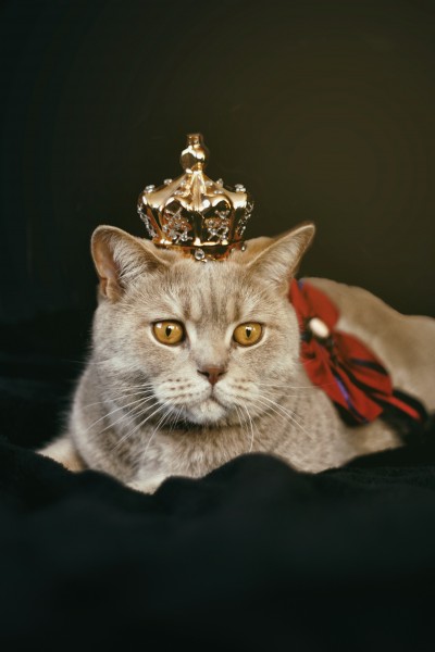 点击大图看下一张：一组高贵的英短猫咪图片