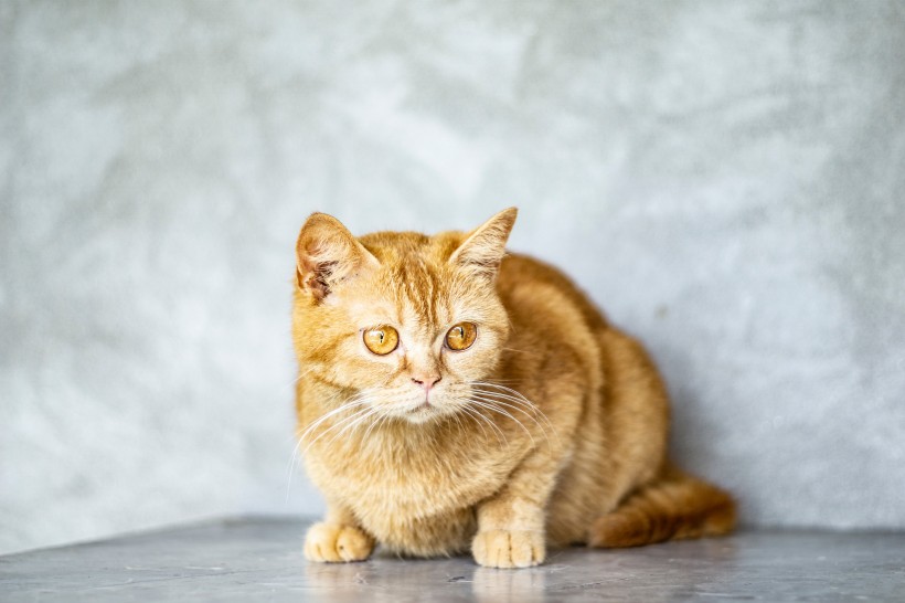 点击大图看下一张：一组高贵的英短猫咪图片