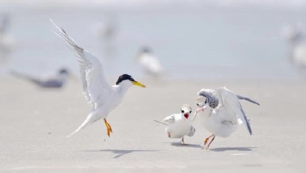 点击大图看下一张：一组海边觅食的海鸥图片