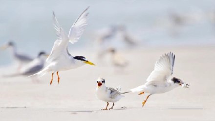 点击大图看下一张：一组海边觅食的海鸥图片